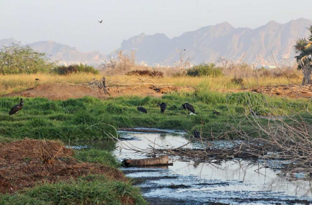 Yemen's Al-Heswa nature reserve has become a garbage-strewn wasteland reeking of sewage