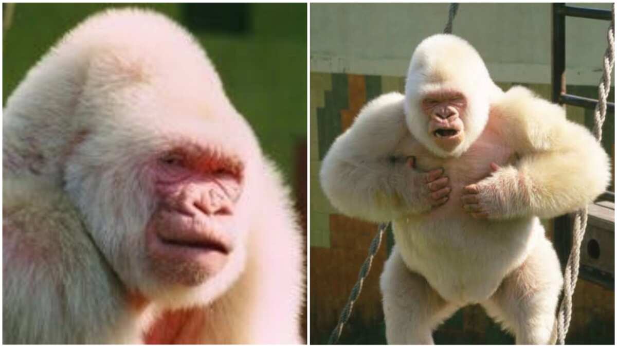 albino gorilla