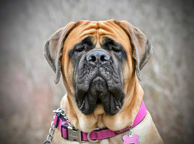 English Mastiff