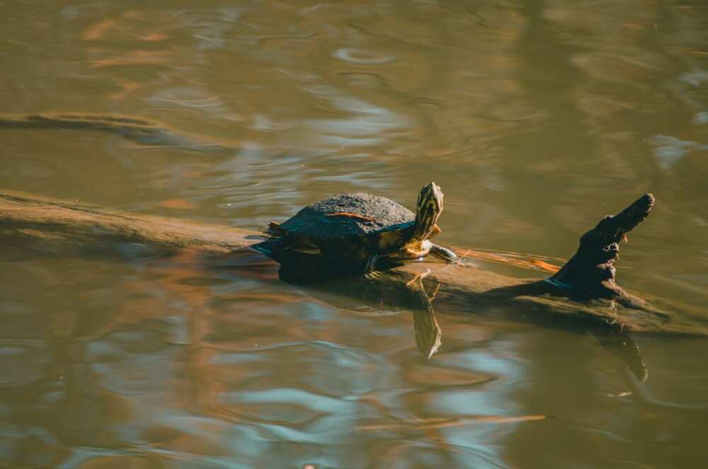 cute names for turtles