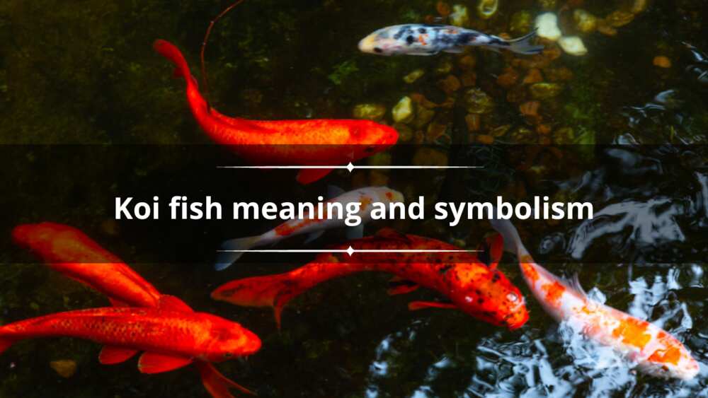 Koi fish meaning