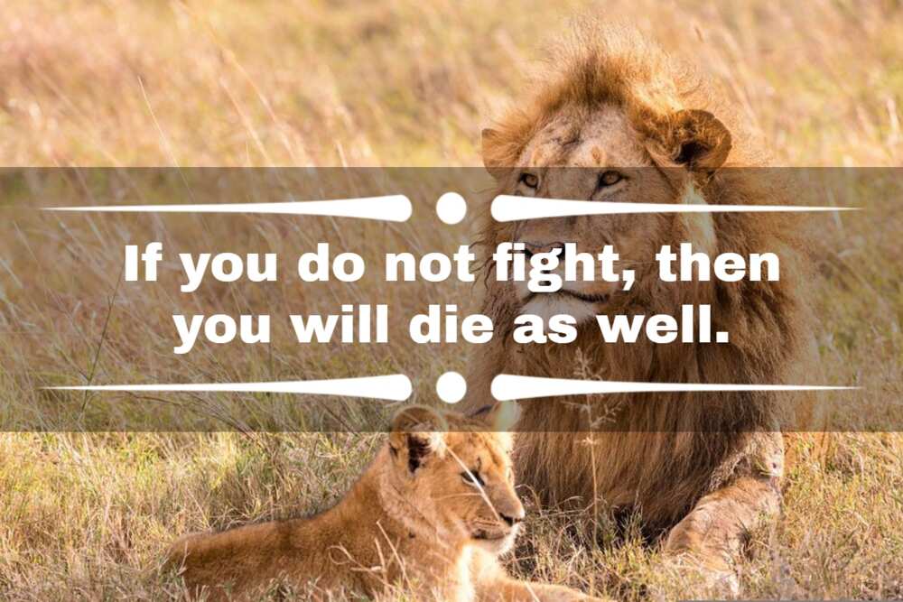 warrior lion quotes