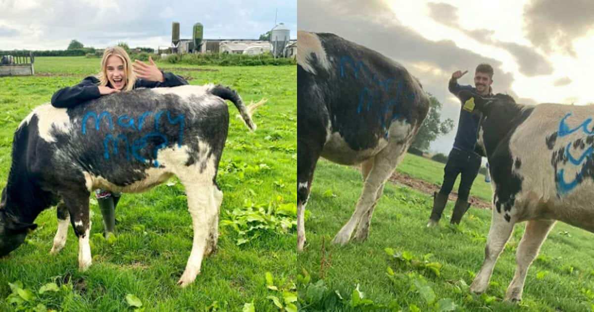 Oyinbo farmer proposes to girlfriend by using his cows to deliver the message to her