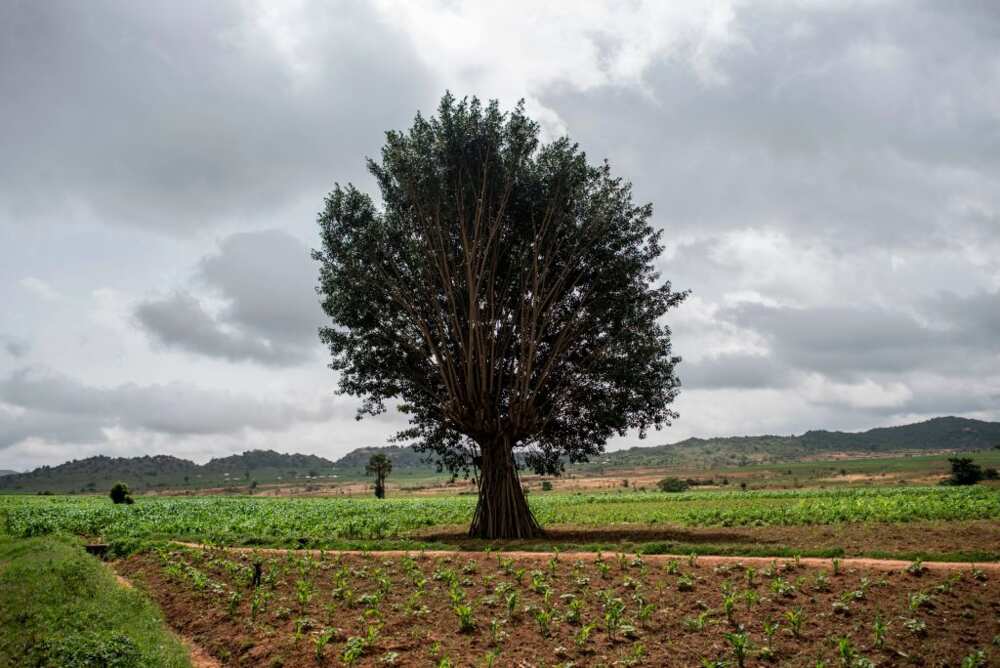 Anxiety as gunmen in military uniform abduct 3 farm managers, demand N45million ransom