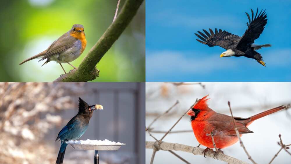 what do birds symbolize