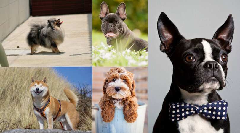 Top 30 Cutest Dog Breeds In The World That Will Make Your Heart Melt Legit Ng