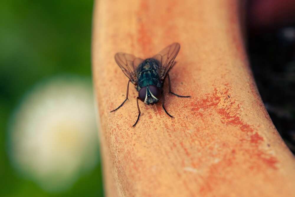 Voici comment fabriquer un piège à mouche maison efficace