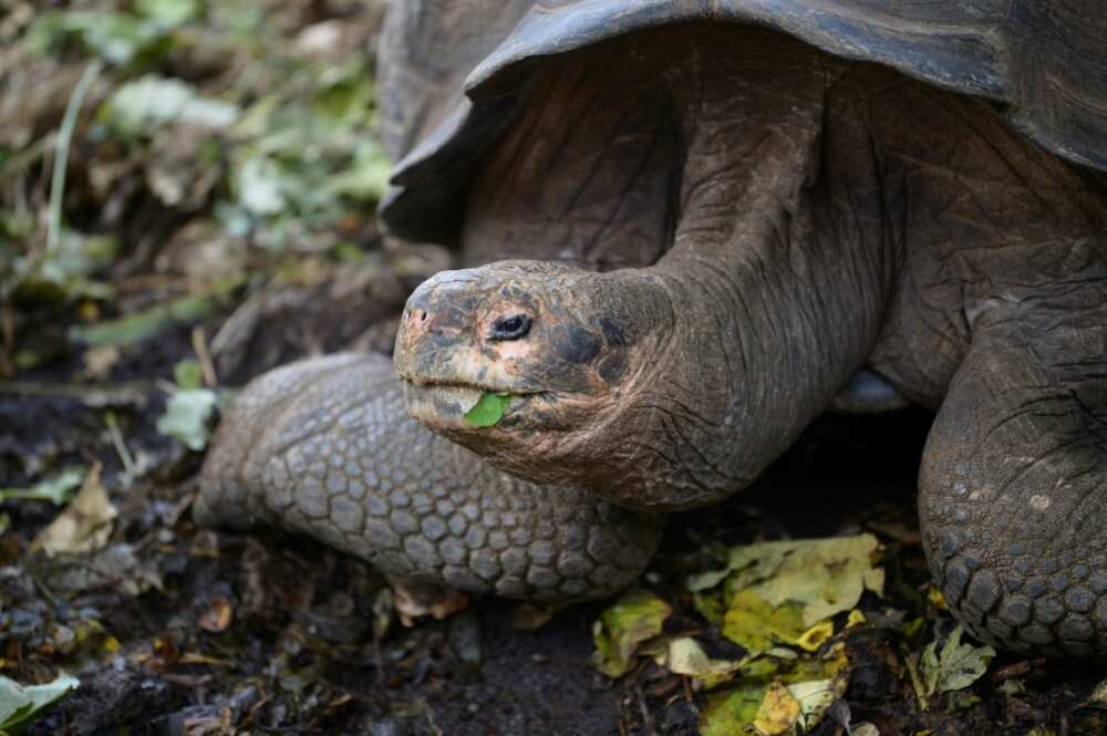 Giant tortoises, like this one at a breeding centre on Santa Cruz Island, are found only on two remote groups of tropical islands Giant tortoises, like this one at a breeding centre on Santa Cruz Island, are found only on two remote groups of tropical islands