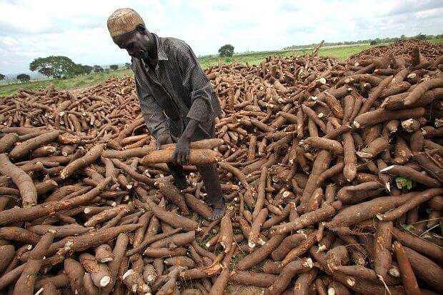 Cassava production in Nigeria