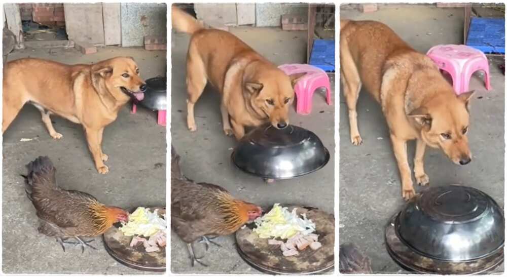 A dog covered its food and prevented a chicken from eating from it.
