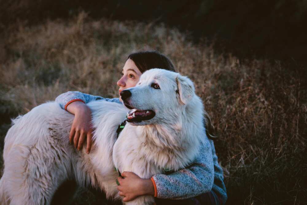 A woman is holding a Great Pyrenees
