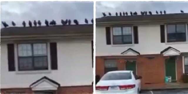 A lady noticed the presence of 18 strange birds on her roof.