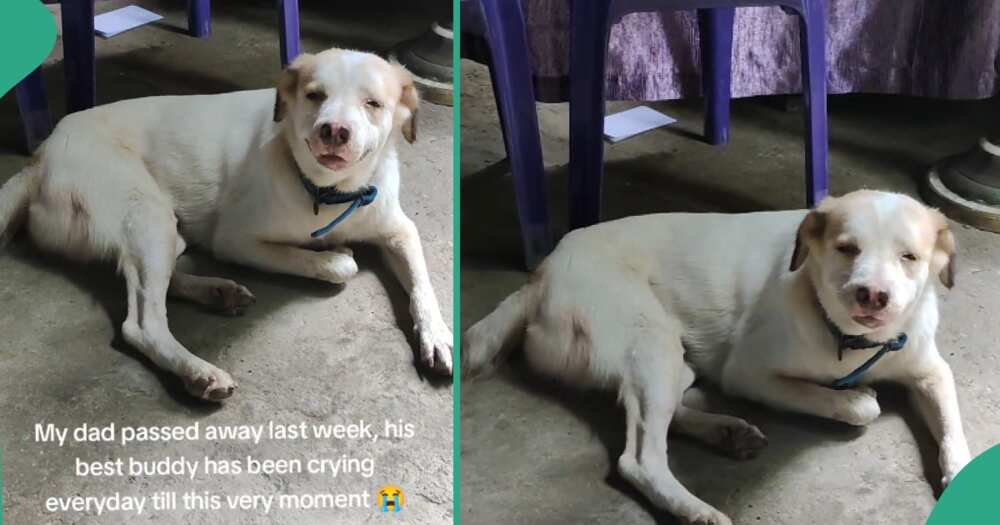 Pet dog mourns the death of its owner.