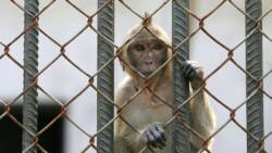 Fear in US as monkey bound for research lab escapes, serious search begins