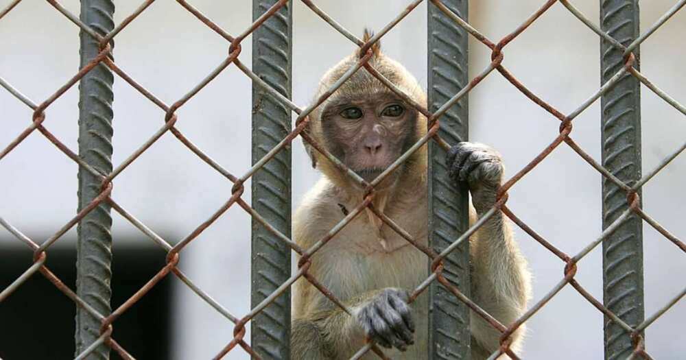 “Stop Animal Testing”: Monkey Bound for Research Lab Escapes, Activists Celebrate