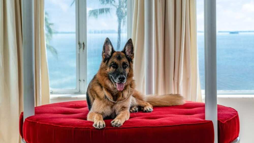 Dog inherits N205.4bn from its owner, becomes latest billioniare in town