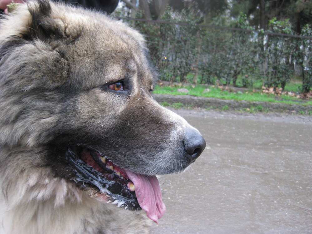 Caucasian Shepherd