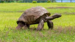 It is presently blind: Meet world's oldest living tortoise Jonathan that is 190-years-old