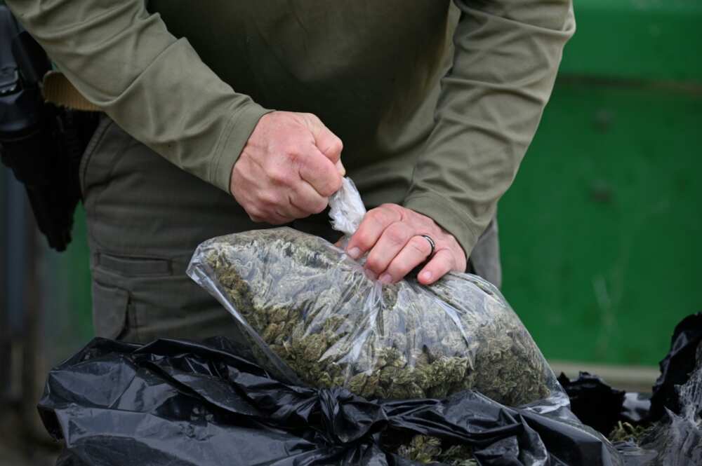 Black market marijuana can fetch $600 per pound (450 grams) in California, deputies say