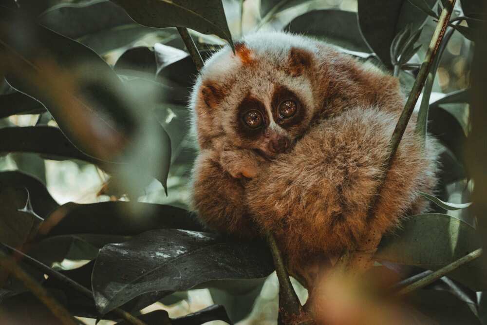 what's the dumbest animal what's the dumbest animal