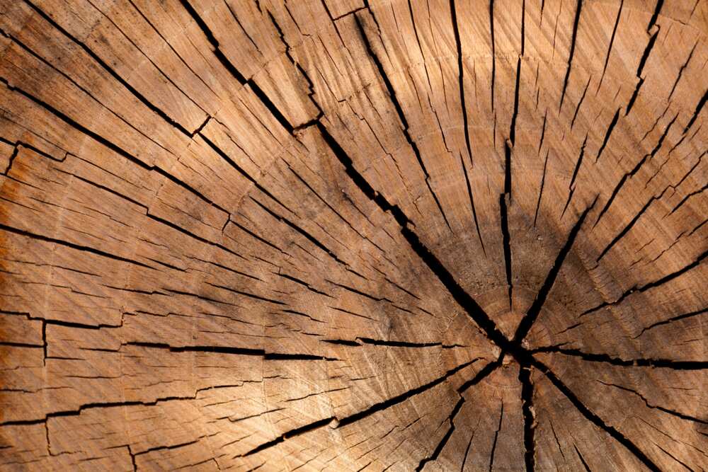 10 common uses of wood 10 common uses of wood