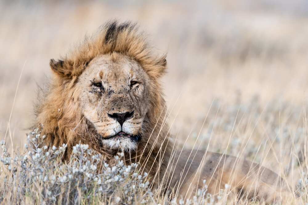 animaux du désert algérien animaux du désert algérien