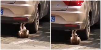Mysterious: Cat Captured Doing Sit-Ups Under a car, Video Goes Viral, Sparks Reactions on Social Media