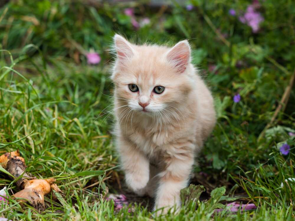 comment savoir l'age d'un chat comment savoir l'age d'un chat