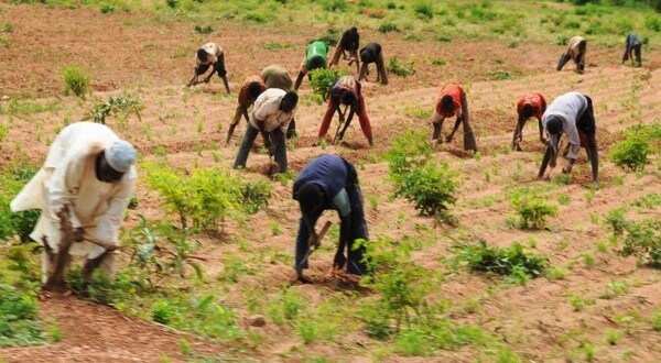 Nigerian Farmers finding it difficult to repay CBN's ABP loan as insecurity increases default by 22% to N412bn