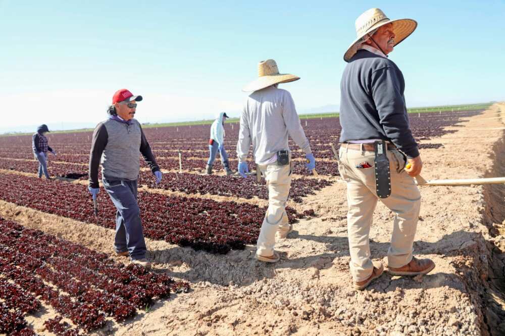 Farmworkers tend to a lettuce field in California's Imperial Valley, where land has always been fertile but dry