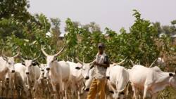 Igboho, Gani Adams, Afenifere, lead campaign against cows, beef consumption