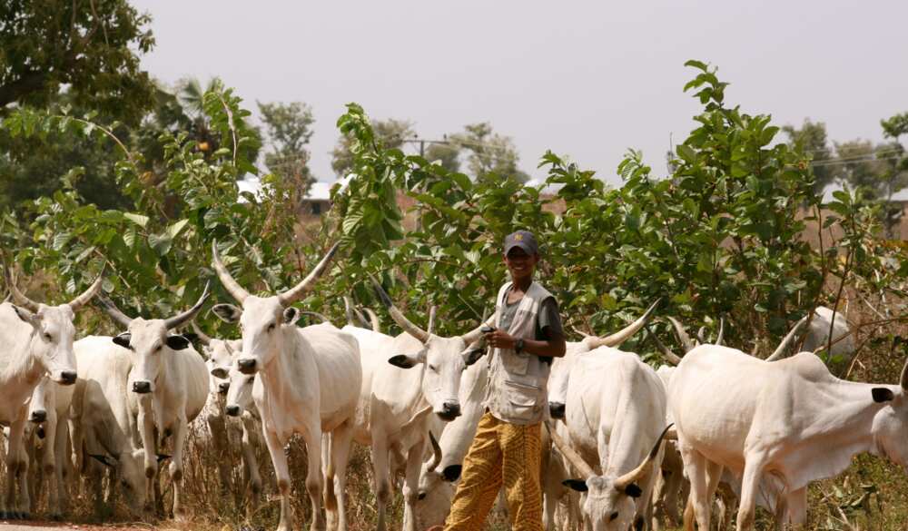 Farmers-herders crisis: Miyetti Allah lists 3 conditions to stop clashes