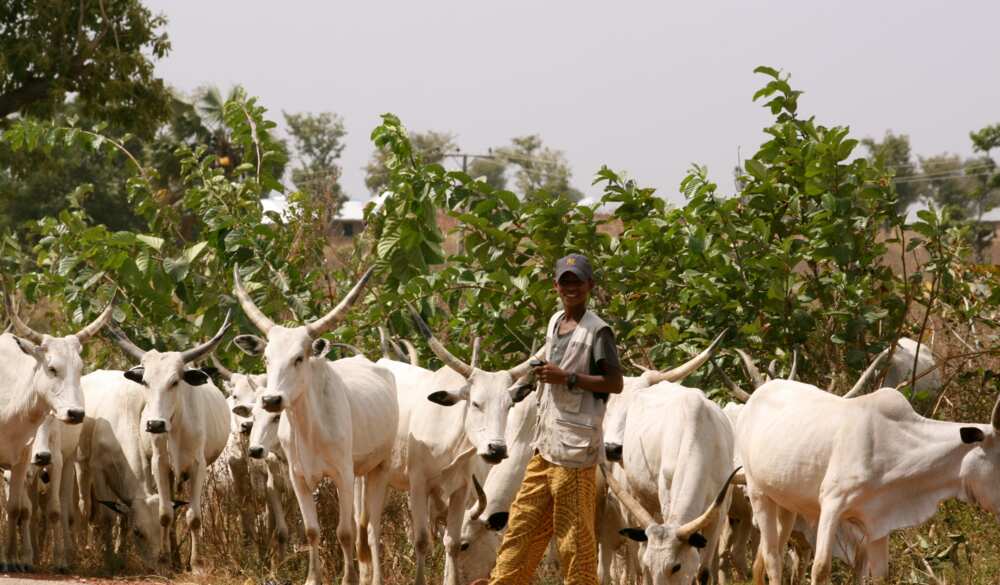 Herdsmen storm Ekiti forest reserve, destroy massive maize farm