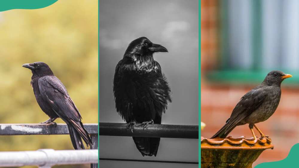 A black raven perched on a metal fence (L). A crow on pole (C). A blackbird in nature (R)