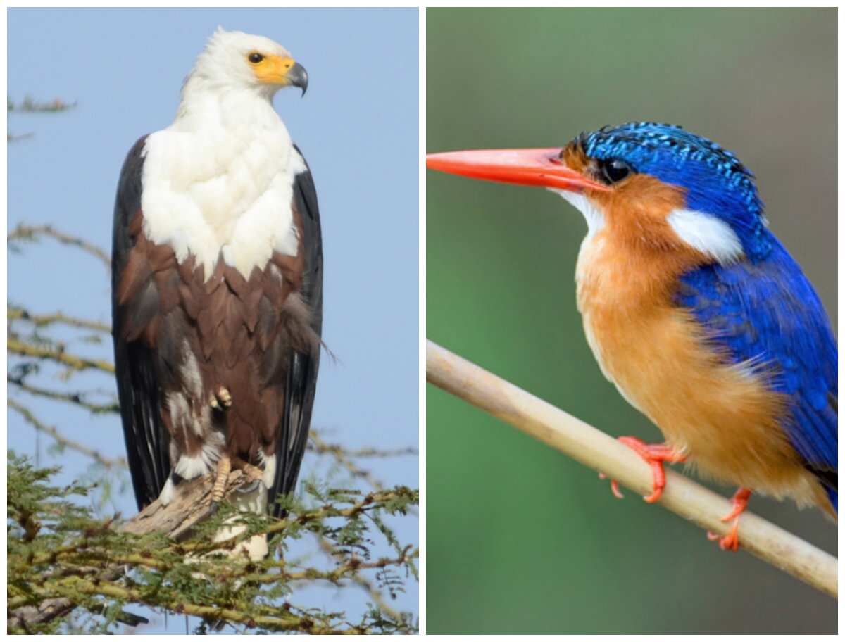 Different types of birds in Nigeria Legit.ng