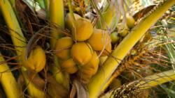 What is coconut: a fruit, a nut, a seed, a vegetable, or a legume?