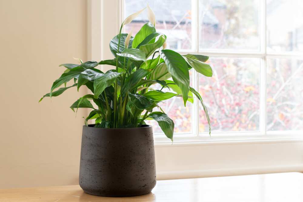 small plants that don't need sun small plants that don't need sun