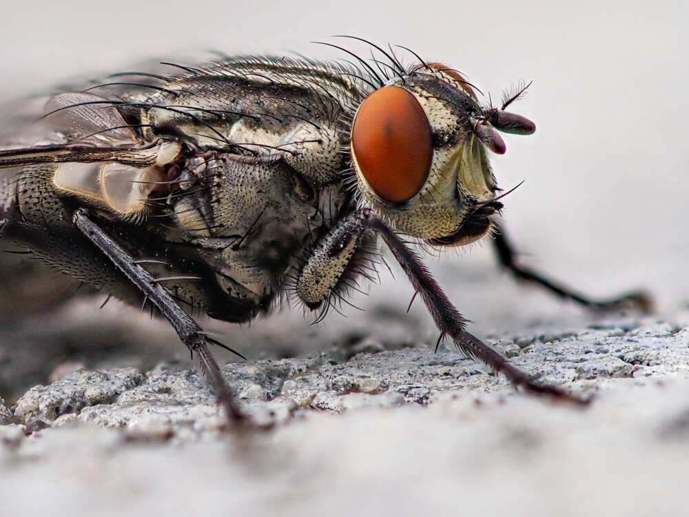 Voici comment fabriquer un piège à mouche maison efficace