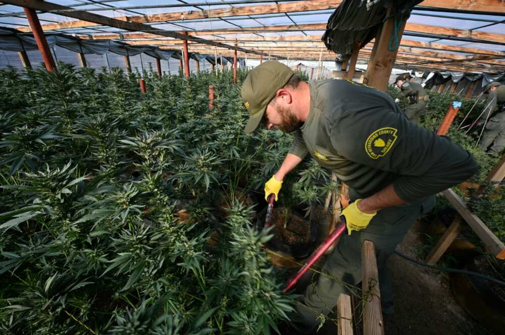 Agents destroy the crops during the raids, but know that growers will be back soon enough Agents destroy the crops during the raids, but know that growers will be back soon enough