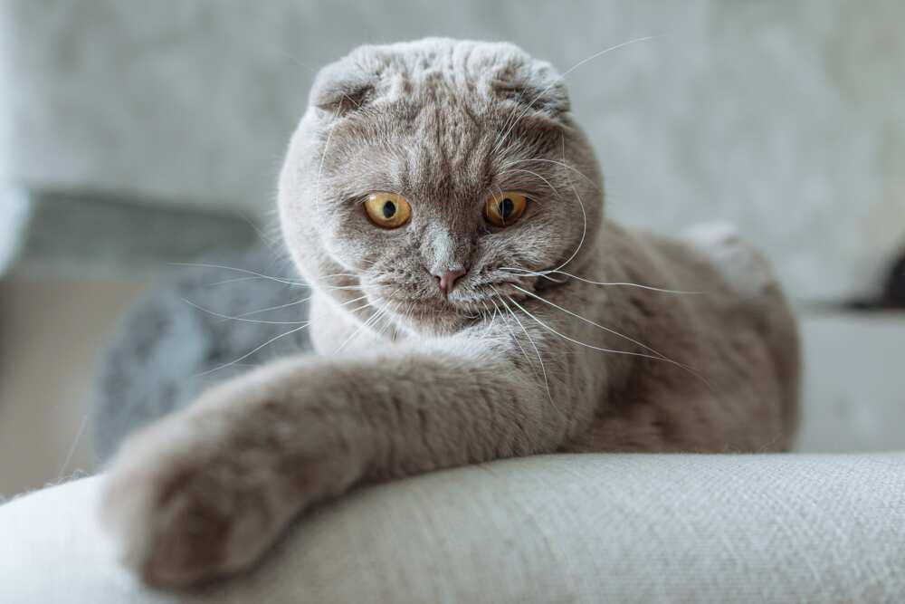 Most expensive cat breeds