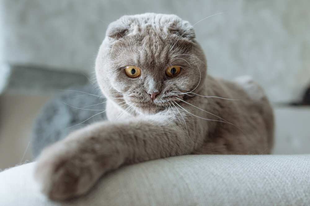 Most expensive cat breeds Most expensive cat breeds