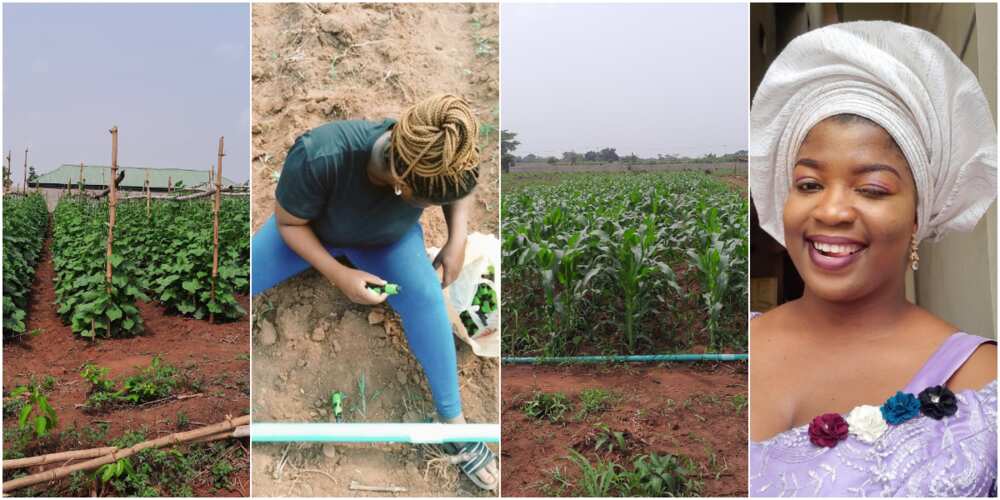 Nigerian lady shows off sweet corn farm, surprises people that didn't believe in her