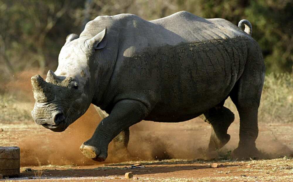 Threatened: The white rhinoceros (file picture)