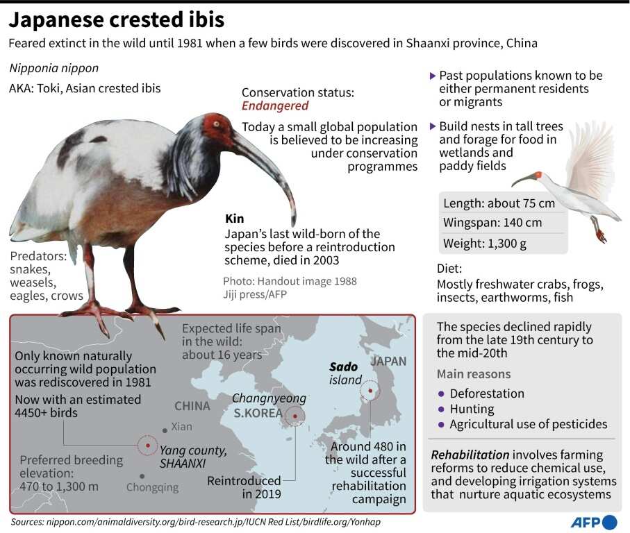 Japanese crested ibis Japanese crested ibis