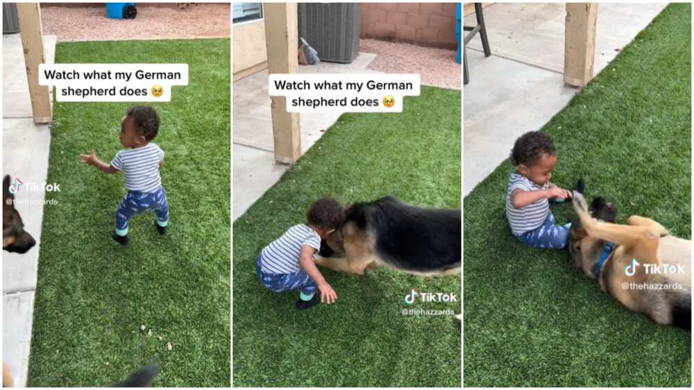 Dog and baby/German shepherd saved kid.