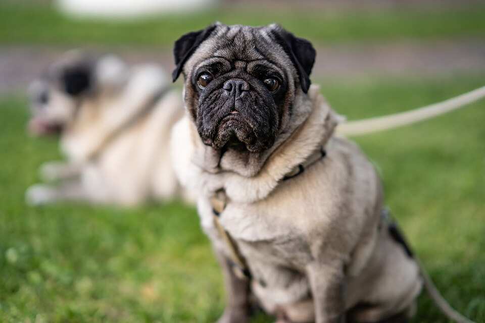 Cheapest dog breeds Cheapest dog breeds