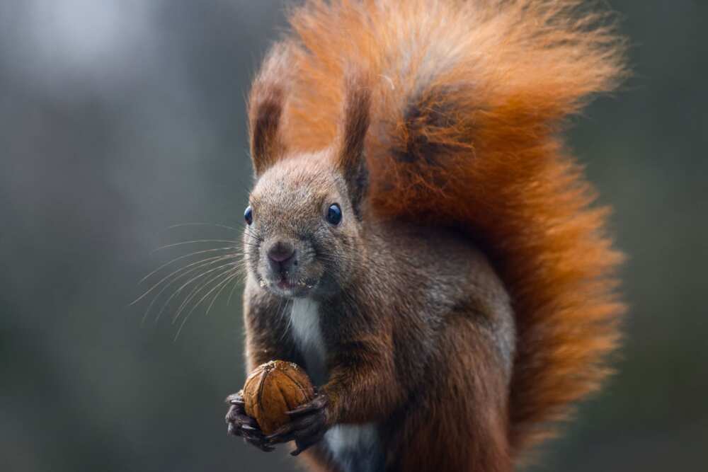 Red squirrel