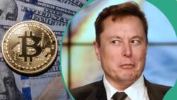 After Elon Musk's SpaceX sold all Bitcoin holdings, price of BTC crashes below $25,000