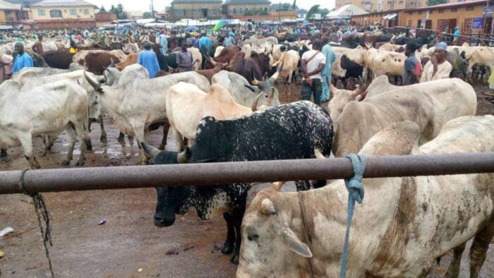Gwamnatin Zamfara Ta Sanar Da Rufe Kasuwanni a Ƙananan Hukumomi 5 Na Jihar, Ta Ba Da Dalili