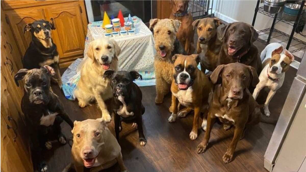 Dogs go to party, pose for pictures after the ceremony - Legit.ng